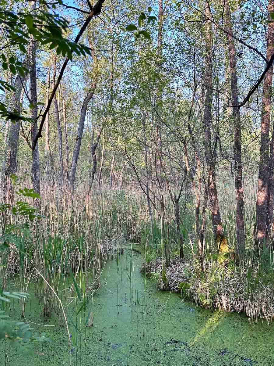 Ein üppiges, grünes Feuchtgebiet im Havelland mit hohen Bäumen und Schilf umgibt einen ruhigen, mit Algen bedeckten Teich unter einem strahlend blauen Himmel. Das Sonnenlicht dringt durch das dichte Laubwerk.