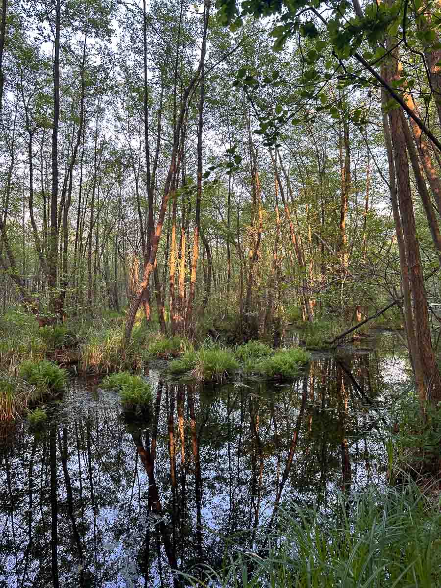 Eine bewaldete Feuchtgebietslandschaft im Havelland mit hohen, schlanken Bäumen, die sich im stillen, dunklen Wasser spiegeln. Sonnenlicht dringt durch das Laub und taucht die Stämme und die üppig grüne Vegetation am Ufer in einen warmen Schein.