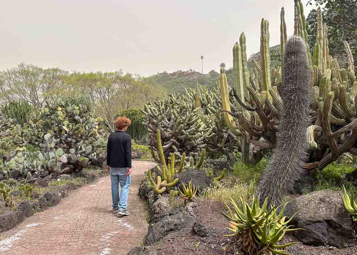 Eine Person mit lockigem rotem Haar spaziert auf einem Steinweg durch einen üppigen botanischen Garten, der von verschiedenen Kakteen- und Sukkulentenarten gesäumt ist und an die farbenfrohen Landschaften erinnert, die man oft auf Ausflügen von Las Palmas erkundet.